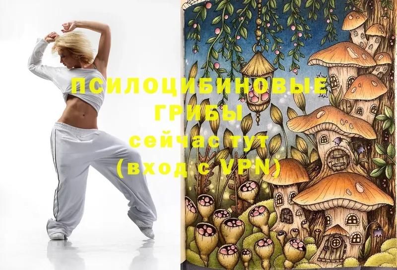 даркнет какой сайт  Кимры  Галлюциногенные грибы Psilocybe 