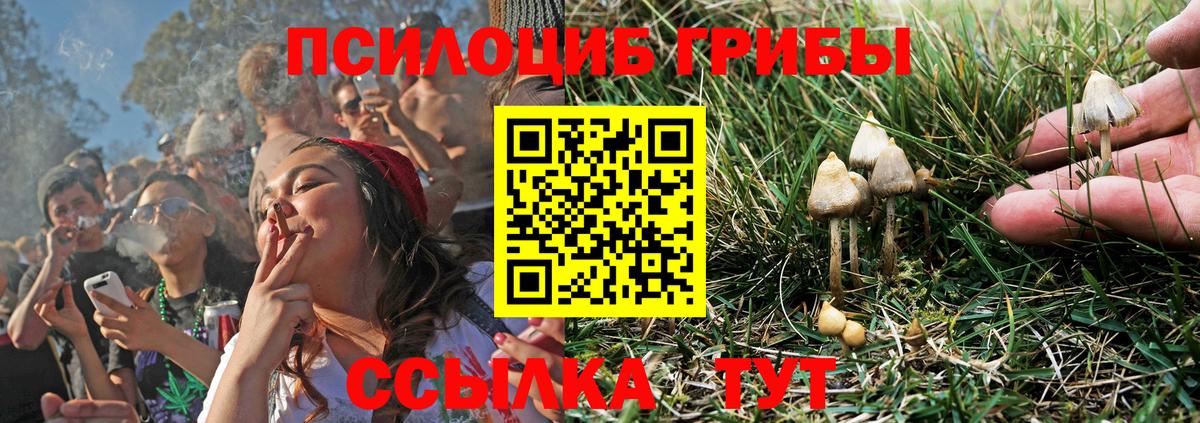 купить наркоту  Галлюциногенные грибы Psilocybe  Вход с VPN  Кимры  Псилоцибиновые грибы Psilocybine cubensis 